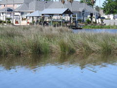 Juncus roemerianus