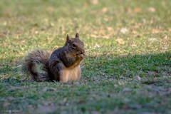 Sciurus niger limitis