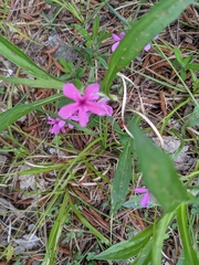 Phlox amoena