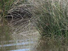 Juncus roemerianus