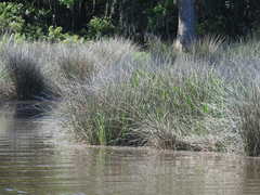 Juncus roemerianus