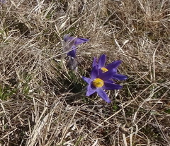 Pulsatilla