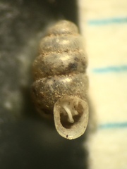 Gastrocopta ashmuni image