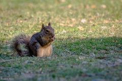 Sciurus niger limitis