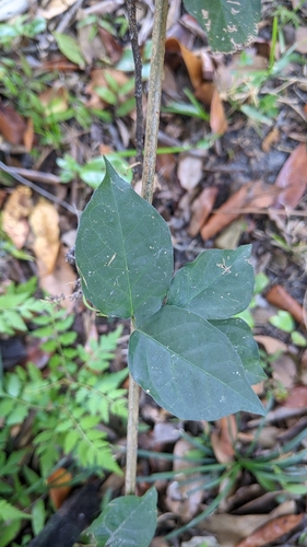 Dolichandra unguis-cati image