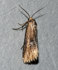 Crambodes talidiformis