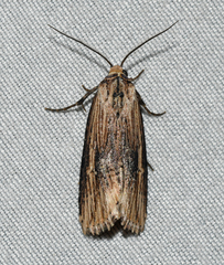 Crambodes talidiformis