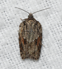 Acleris ptychogrammos