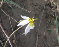 Tulipa patens