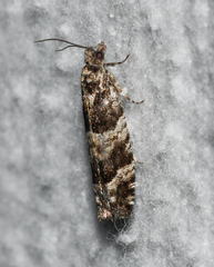 Pseudexentera maracana