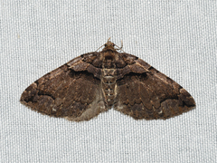 Anticlea vasiliata