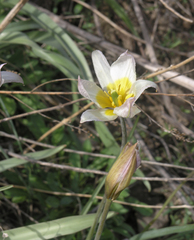 Tulipa patens
