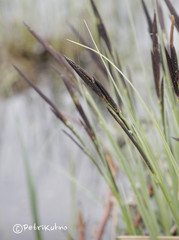 Carex elata