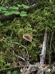 Rhizocybe rhizoides