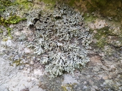Ramalina capitata