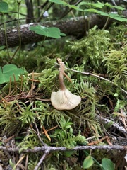 Rhizocybe rhizoides