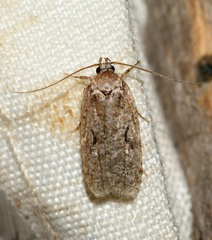 Agonopterix curvilineella