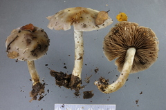 Psathyloma leucocarpum