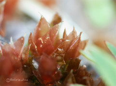 Ptychostomum pallens