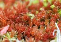 Ptychostomum pallens