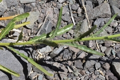 Malesherbia linearifolia