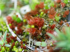 Ptychostomum pallens