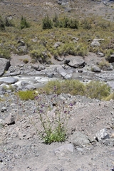 Malesherbia linearifolia