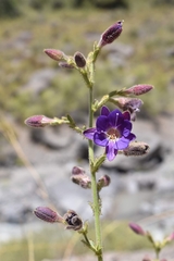 Malesherbia linearifolia