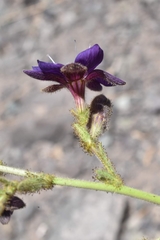 Malesherbia linearifolia