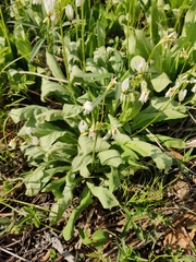 Primula meadia