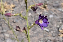 Malesherbia linearifolia