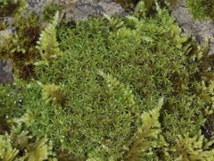 Vinealobryum vineale