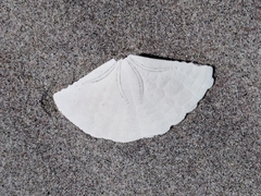 Echinarachnius parma