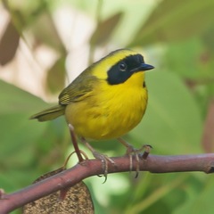Belding's Yellowthroat photo 2