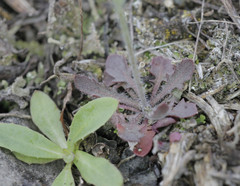 Arabidopsis suecica