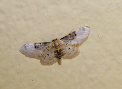 Idaea filicata