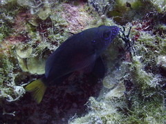 Hypoplectrus chlorurus