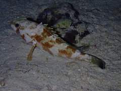 Epinephelus guttatus
