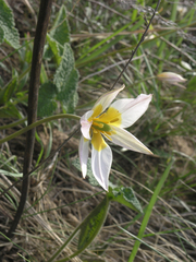 Tulipa patens