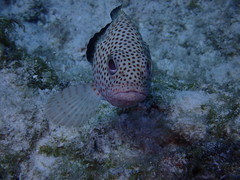 Epinephelus guttatus