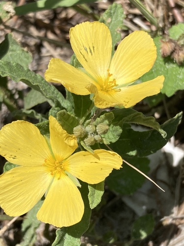 Piriqueta cistoides