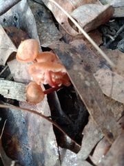 Mycena kuurkacea