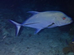 Caranx lugubris