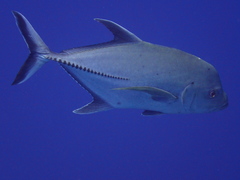 Caranx lugubris