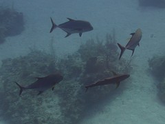 Caranx lugubris