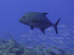 Caranx lugubris