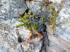 Erica depressa