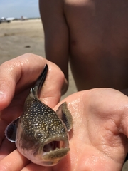 Astroscopus y-graecum