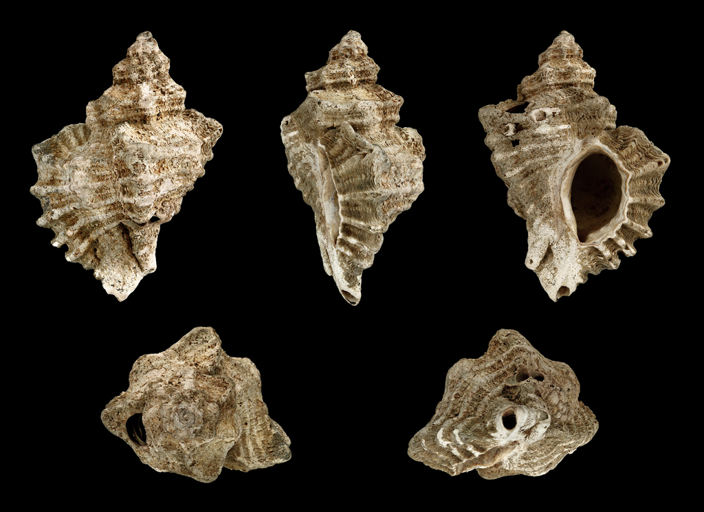 Oyster Drill