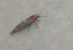 Astrapaeus ulmi